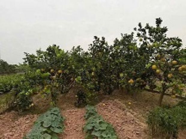 Chính chủ đất đẹp - giá tốt - vị trí đắc địa tại xã phú 6274088