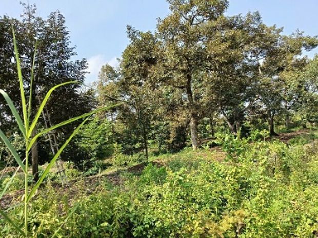 Cần bán đất tại: p. thới an, q. ô môn, tp. cần thơ 6279364