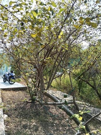 Cần bán đất tại: p. thới an, q. ô môn, tp. cần thơ 6279365