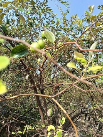 Cần bán đất tại: p. thới an, q. ô môn, tp. cần thơ 6279366