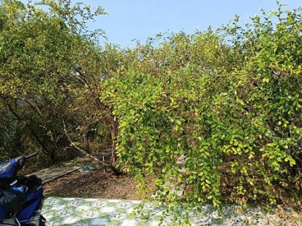 Cần bán đất tại: p. thới an, q. ô môn, tp. cần thơ 6279368