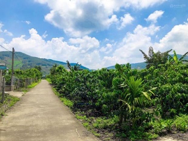 Chính chủ bán mảnh vườn cà phê 4880m2 gần trung tâm giá chỉ 6332066