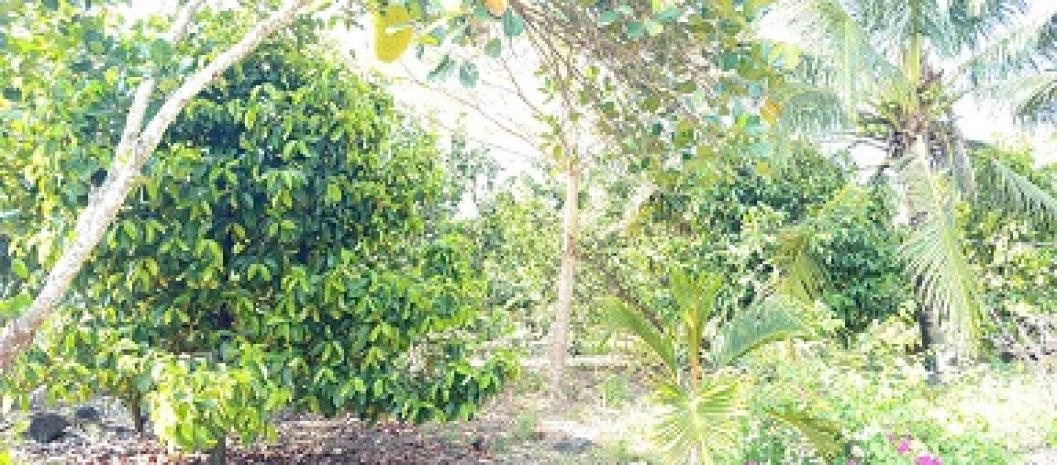 Chính chủ cần bán đất xã xuân thiện, huyện thống nhất, tỉnh 6362527