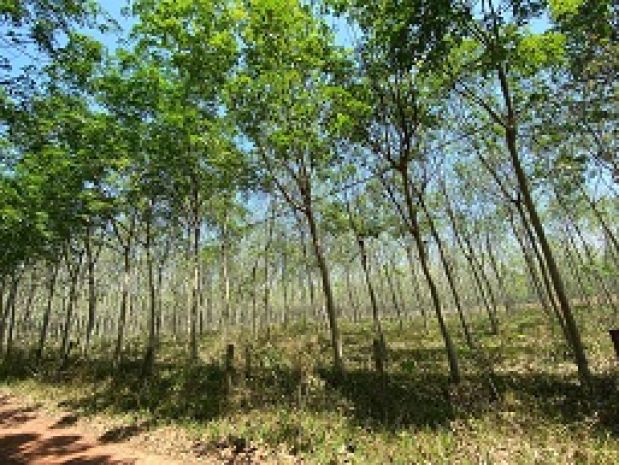 Chính chủ cần bán lô đất giá rẻ tại xã định thành  dầu 6412017