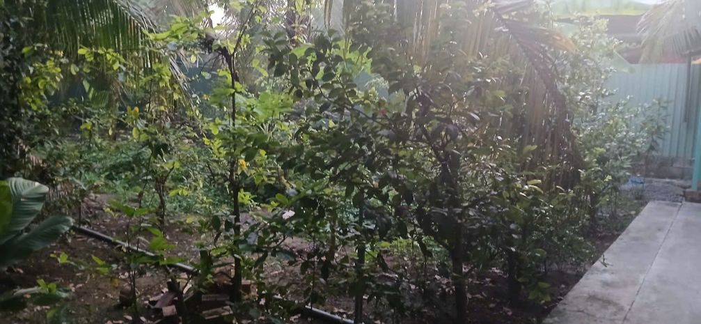 Bán 1000m2 có 180m2 thổ cư đất đường dẫn cầu rạch miễu 2 6491185