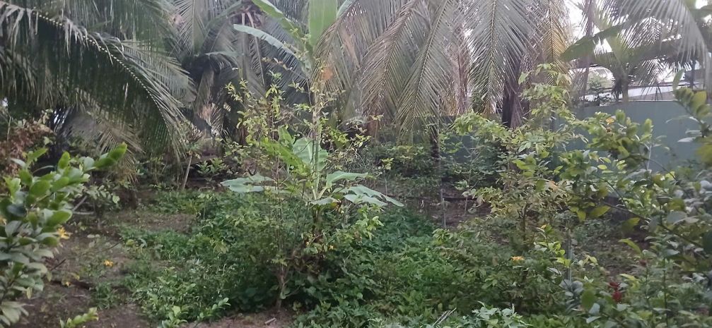 Bán 1000m2 có 180m2 thổ cư đất đường dẫn cầu rạch miễu 2 6491187