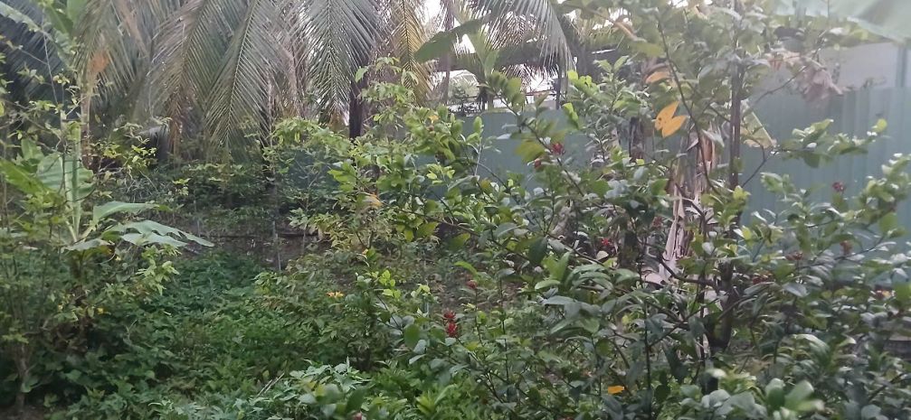 Bán 1000m2 có 180m2 thổ cư đất đường dẫn cầu rạch miễu 2 6491188