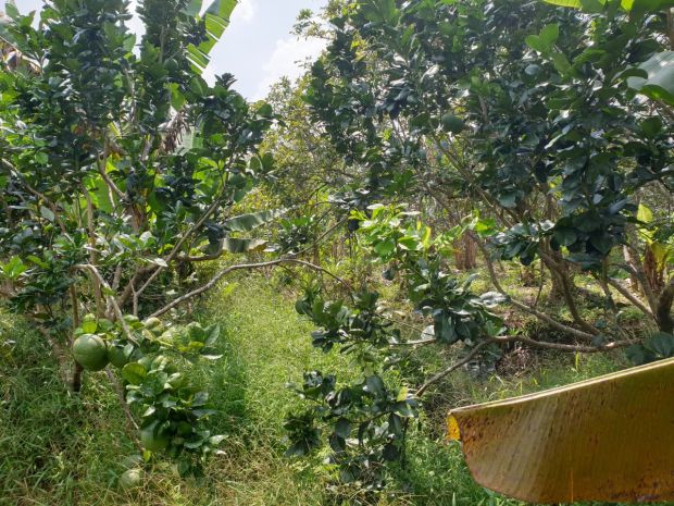 Đất đẹp - giá tốt - bán gấp 1 công đất mặt tiền tại xã an 6593692