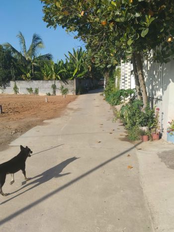 Đất diên toàn full thổ chỉ 1ty250 thôn trung nam, diên khánh 6596451