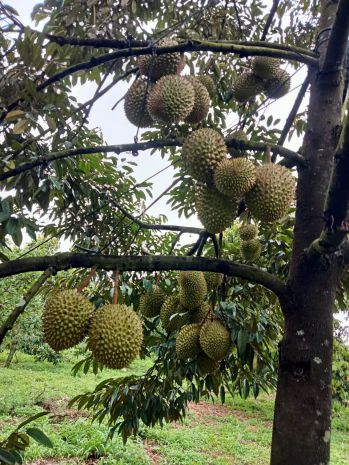 Vườn sầu riêng thu nhập 300 triệunăm, sổ hồng thổ cư, 6597746