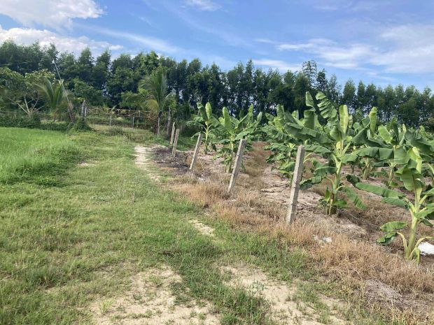 Lô đất nhà vườn, resort, farm...xã bình lộc, diên khánh. 6621578
