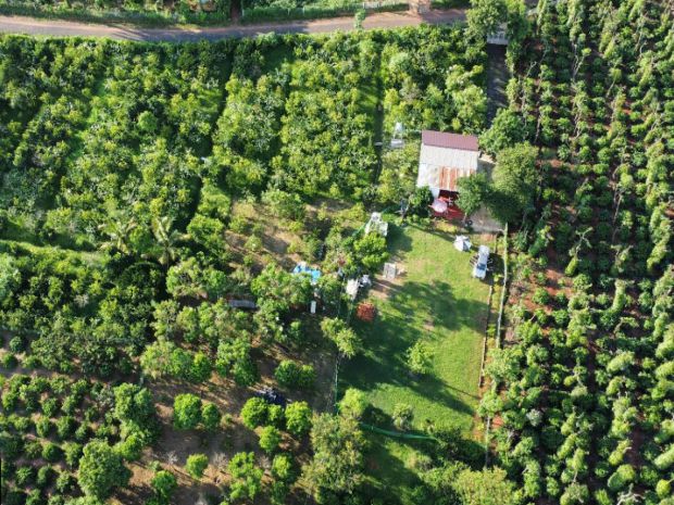 Đất vườn mt 1ha, có suối  xã ea nuôl đắk lắk 6637191