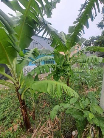 Đất 2 mh 137m2, tách thửa ok  an phú đông 9 q12 6638428