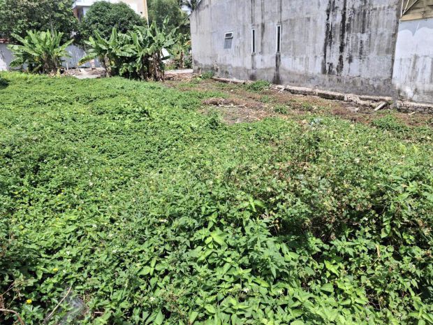 Đất hxt 245m2, đ. thông  vườn lài q12 6662752