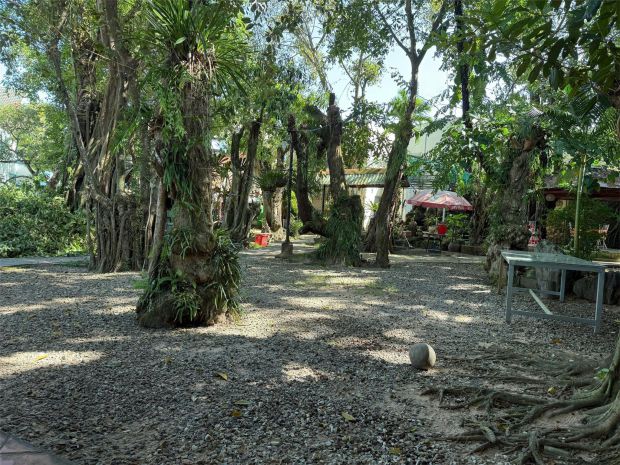 Bán đất vườn cổ thụ, 1100m² mặt tiền nguyễn chí thanh, 6668846
