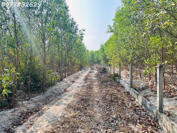 Bán 1000m2 đất tân bình, lagi giá rẻ chỉ 1 tỷ, sổ riêng gần 6707532