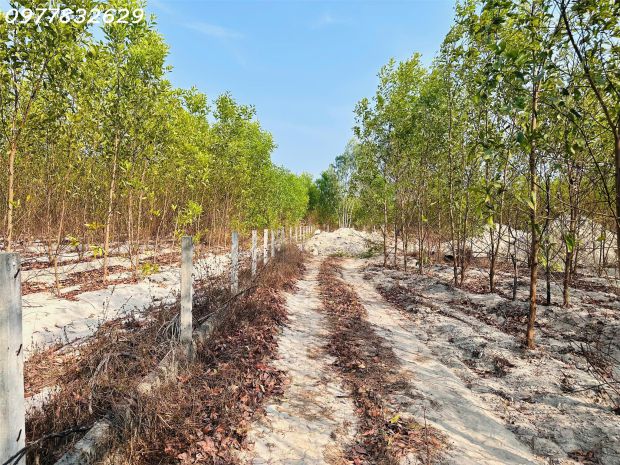 Bán 1000m2 đất tân bình, lagi giá rẻ chỉ 1 tỷ, sổ riêng gần 6707533