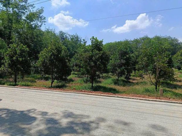 Bán vườn mít đang thu hoạch  đất đã có rào kiên cố bao 6757791