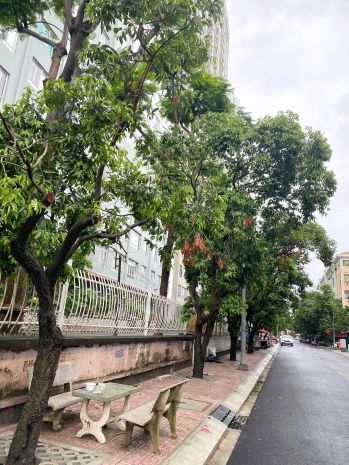 Bán nhà mt hoàng kim giao p5q8, giá : 17 tỷ tl 6770943
