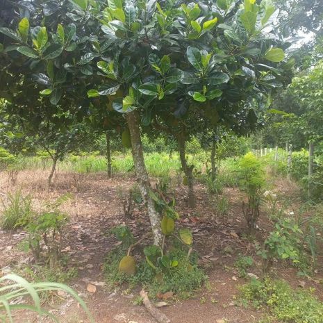 Bán gấp lô đất giá chỉ 290 triệu 6791000