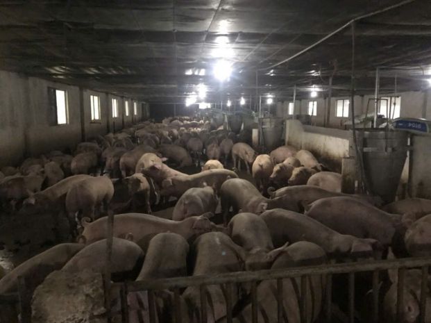 Trang trại chăn nuôi heo qui mô lớn 10 hécta 6794046