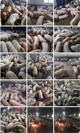 Trang trại chăn nuôi heo qui mô lớn 10 hécta 6794047