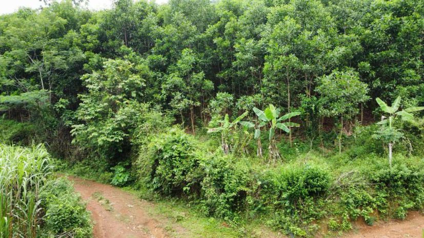 Đất dân cần bán 50ha đất rsx f0 tại cao phong , hòa bình cũ 6825250