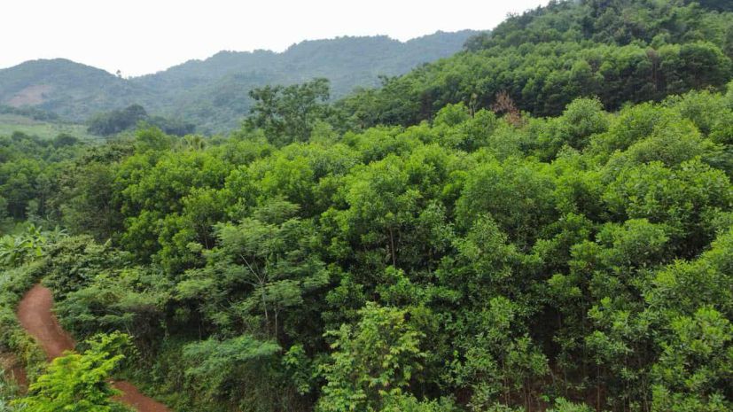Đất dân cần bán 50ha đất rsx f0 tại cao phong , hòa bình cũ 6825251