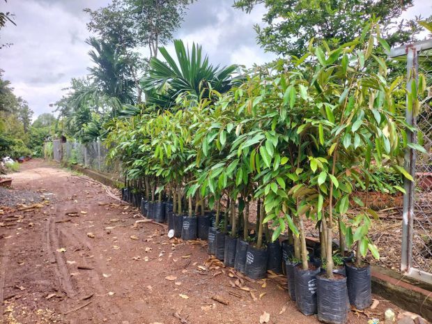 Hòa phú- buôn ma thuột- đắk lắk dt hơn 5 sào view sông 6834007