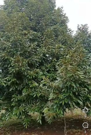 Chính chủ bán đất 1,6 ha tại lộc an, lộc ninh, bình phước 6845352