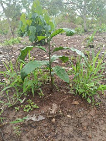 Chính chủ cần bán mảnh đất rẫy đã trồng sẵn cây  easup, 6855035