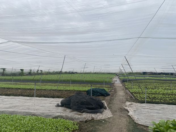 Củ chi: bán gấp 2666m² đất  ful thổ cư đương hồ văn tắng, 6860868