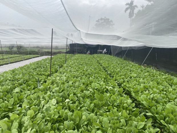 Củ chi: bán gấp 2666m² đất  ful thổ cư đương hồ văn tắng, 6860869