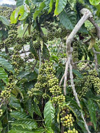 Cần bán đất nông nghiệp tại đức trọng  lâm đồng 6893934