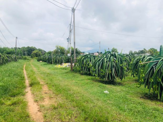 Bán 1825m2 đất thôn ba đăng - tân hải - lagi giá rẻ nhất 6908802