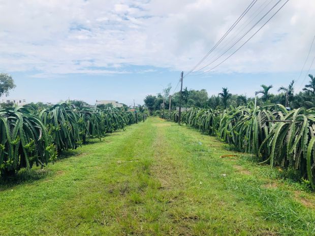 Bán 1825m2 đất thôn ba đăng - tân hải - lagi giá rẻ nhất 6908803