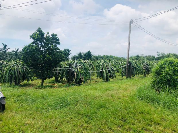 Bán 1825m2 đất thôn ba đăng - tân hải - lagi giá rẻ nhất 6908804