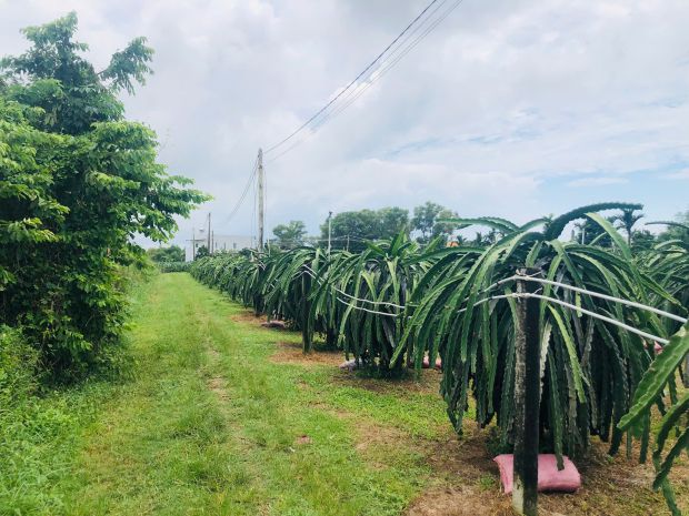 Bán 1825m2 đất thôn ba đăng - tân hải - lagi giá rẻ nhất 6908805