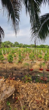 Bán đất mặt tiền kênh 8  xã bình lợi, bình chánh 6913249