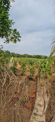 Bán đất mặt tiền kênh 8  xã bình lợi, bình chánh 6913252