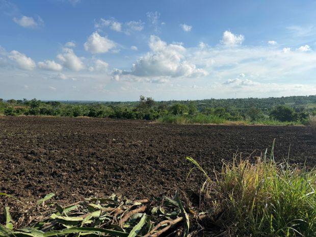 Gần 9300m2 đất full hồng có thể lên thổ cư được chất đất 6946115