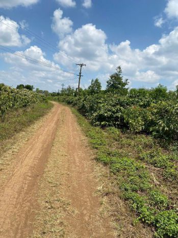 Gần 9300m2 đất full hồng có thể lên thổ cư được chất đất 6946116