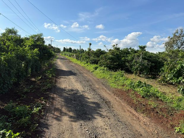 Gần 9300m2 đất full hồng có thể lên thổ cư được chất đất 6946117