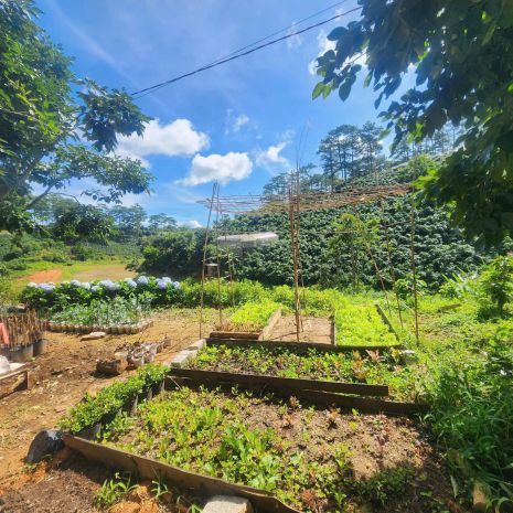 Cho thuê homestay trần thái tông phường 9   đà lạt 6954934