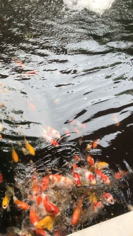 Bán nhà diên toàn-diên khánh
dt: 188m2 giá bán: 3,3tỷ có 6958450