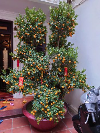 Hot nhà đất đẹp- giá tốt cần bán nhanh biệt thụ sân vườn 6962721