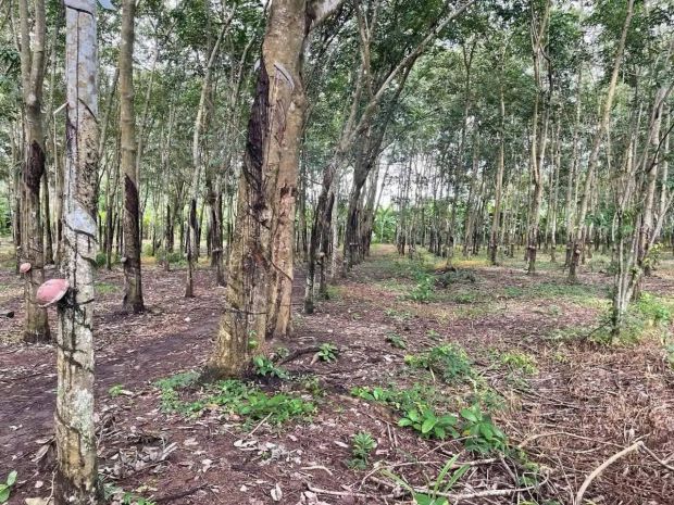 Bán đất ngay trung tâm thị xã bình long -  bình phước 6965009