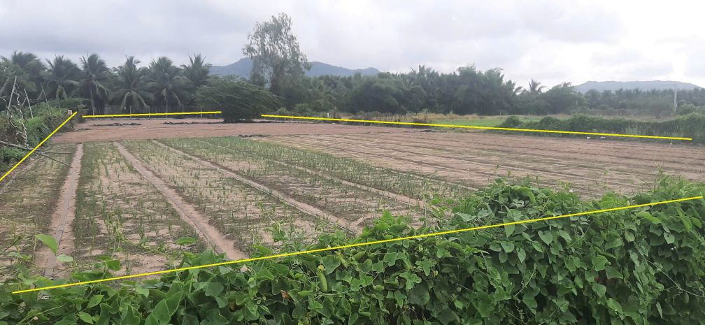 Chủ, cần nh.ượng lại mảnh vườn, ở xã long mỹ nay là xã 6988060