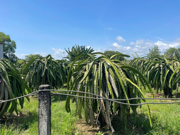 Bán 372m2 đất cách biển 500m hẻm lý thái tổ, tân tiến, lagi 6996260