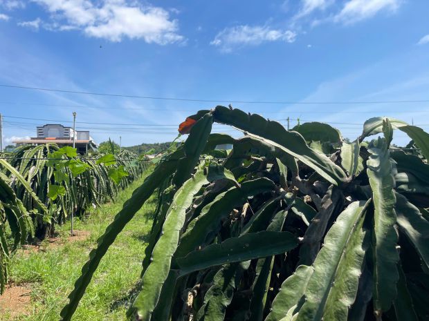 Bán 372m2 đất cách biển 500m hẻm lý thái tổ, tân tiến, lagi 6996261